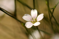 Kleine Mantelanjer; Tunicflower; Petrorhagia saxifraga;