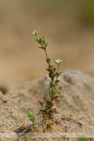 Gewone Zandmuur; Thyme-leaved Sandwort; Arenaria serpylifolia