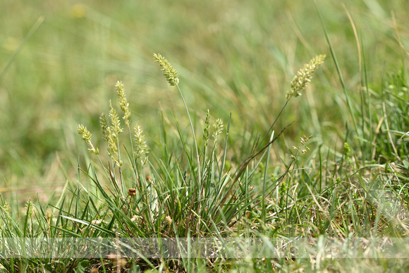 Smal Fakkelgras; Crested Hair-grass; Koeleria macrantha