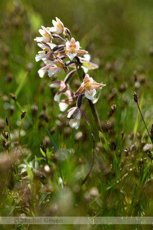Moeraswespenorchis; Marsh Helleborine; Epipactis palustris