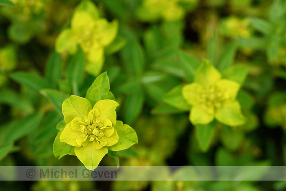 Euphorbia flavicoma subsp. Verrucosa