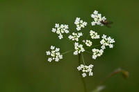 Kleine bevernel; Burnet Saxifrage; Pimpinella saxifraga