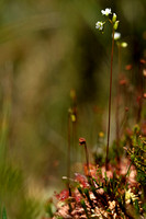 Ronde zonnedauw; Round-leaved Sundew; Drosera rotundifolia