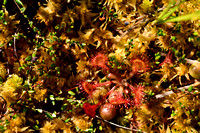 Ronde zonnedauw; Round-leaved Sundew; Drosera rotundifolia