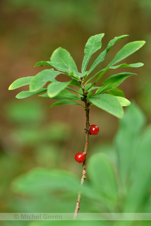 Rood peperboompje; Mezereon; Daphne mezereum