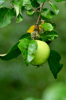 Wilde appel - Crap Apple - Malus sylvestris