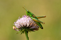 Kleine gouden sprinkhaan; Small Gold Grasshopper; Euthystira bra
