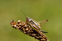 Greppelsabelsprinkhaan; Roesel's bush-cricket; Metrioptera roess