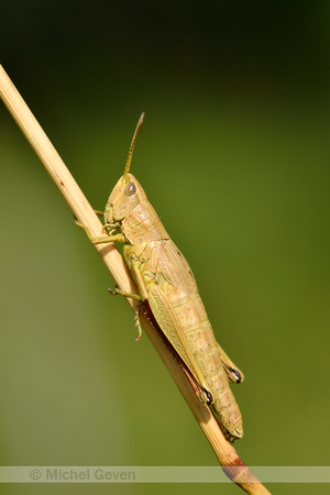 Gouden sprinkhaan; Large Golden Grasshopper; Chrysochraon dispar
