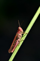 Bruine sprinkhaan; Field Grasshopper