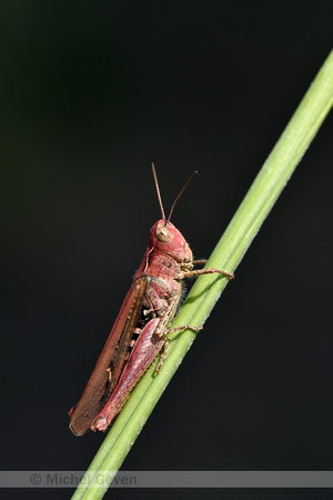 Bruine sprinkhaan; Field Grasshopper