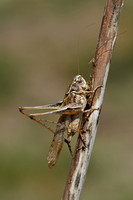 Duinsabelsprinkhaan; Grey Bush-cricket; Platycleis albopunctata
