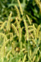 Geelrode naaldaar; Yellow Bristlegrass; Setaria pumila