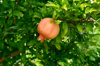 Granaatappel; Pomegranate; Punica granatum