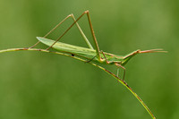 Nosed Grasshopper; Acrida ungarica