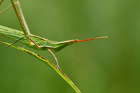 Nosed Grasshopper; Acrida ungarica