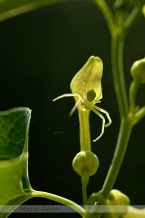 Pijpbloem; Birthwort; Aristolochia clematitis