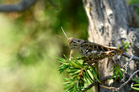 Rosevleugel; Common Pincer Grasshopper; Calliptamus italicus