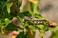 Rosevleugel; Common Pincer Grasshopper; Calliptamus italicus