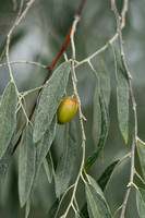 Smalbladige Olijfwilg; Russian olive; Elaeagnus angustifolia