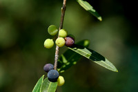 Steenlinde; Phillyrea angustifolia