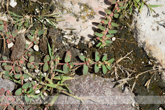 Straatwolfsmelk; Spotted Spurge; Euphorbia maculata