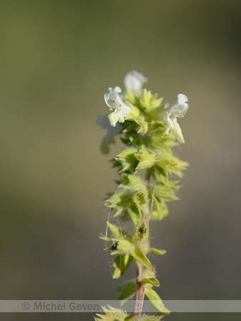 Zomerandoorn; Annual Yellow-woundwort; Stachys annua;
