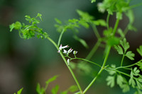 Tall Ramping fumitory; Fumaria bastardii