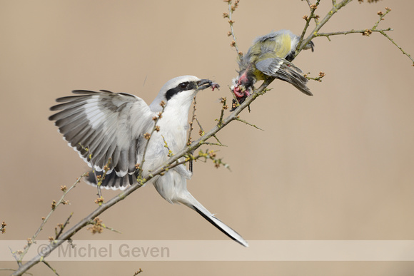 Klapekster; Great Grey Shrike; Lanius excubitor;