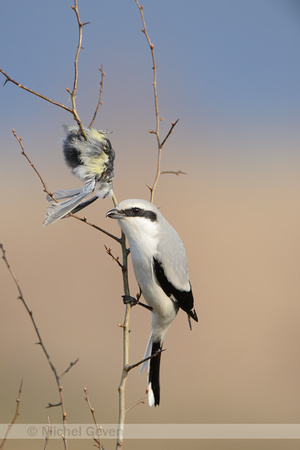 Klapekster; Great Grey Shrike; Lanius excubitor;