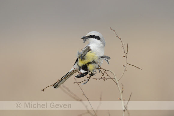 Klapekster; Great Grey Shrike; Lanius excubitor;