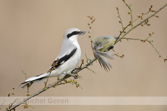 Klapekster; Great Grey Shrike; Lanius excubitor;