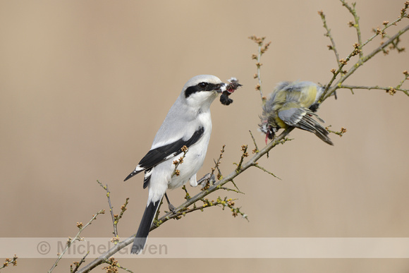 Klapekster; Great Grey Shrike; Lanius excubitor;