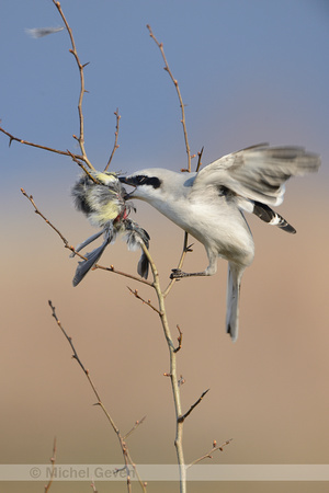 Klapekster; Great Grey Shrike; Lanius excubitor;