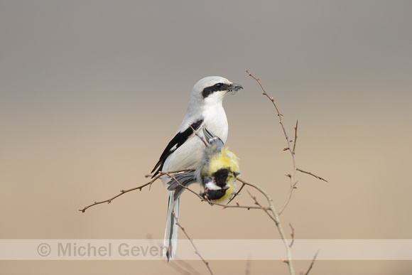 Klapekster; Great Grey Shrike; Lanius excubitor;