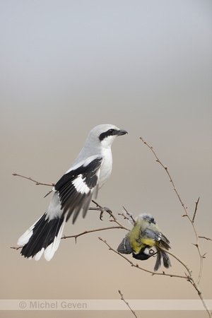 Klapekster; Great Grey Shrike; Lanius excubitor;