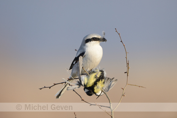 Klapekster; Great Grey Shrike; Lanius excubitor;