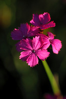 Karthuizer anjer - Clusterhead Pink - Dianthus carthusianorum