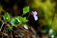 Donkersporig bosviooltje - Early dog-violet - Viola reichenbachian