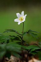 Bosanemoon; Wood anemone; Anemone nemorosa