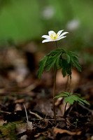 Bosanemoon; Wood anemone; Anemone nemorosa