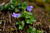 Bleeksporig bosviooltje - Common Dog Violet - Viola riviniana