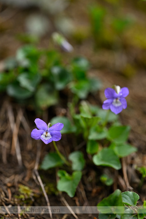 Bleeksporig bosviooltje; Common Dog Violet; Viola riviniana