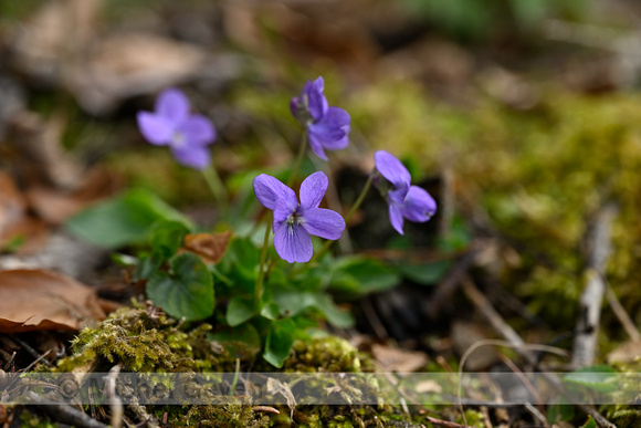 Ruig viooltje; Hairy violet; Viola hirta