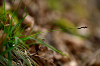 Bergzegge - Soft-leaved Sedge - Carex montana