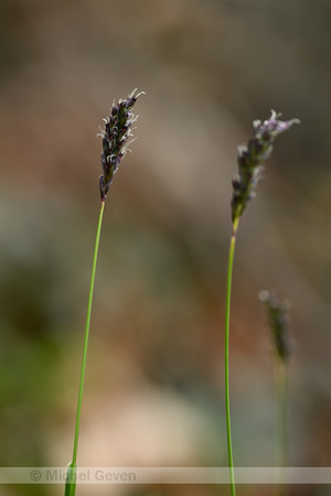 Blauwgras; Blue Moor Grass; Sesleria caerulea