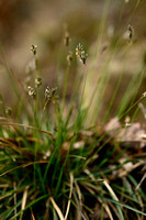 Blauwgras; Blue Moor Grass; Sesleria caerulea