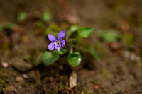 Middelst bosviooltje; Viola x bavarica