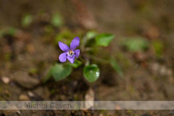 Middelst bosviooltje; Viola x bavarica