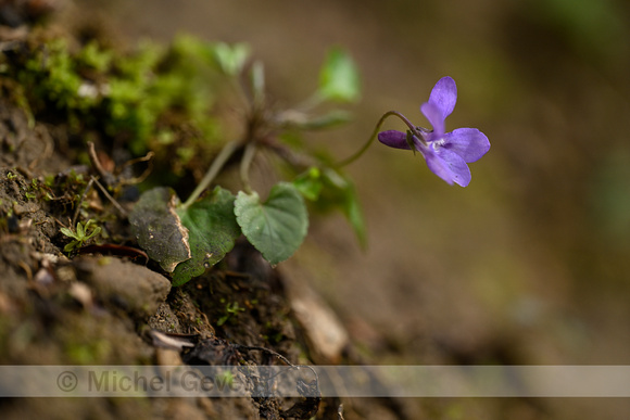 Middelst bosviooltje; Viola x bavarica